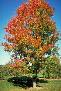 Chanticleer® Flowering Pear