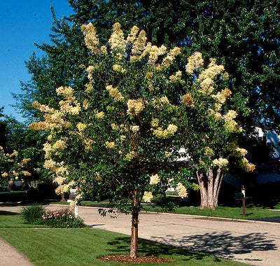 China Snow® Peking Lilac