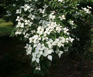 Chinese Dogwood