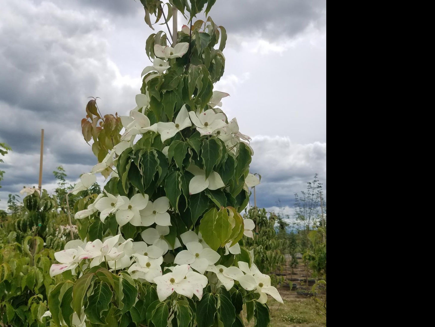 Chinese Dogwood