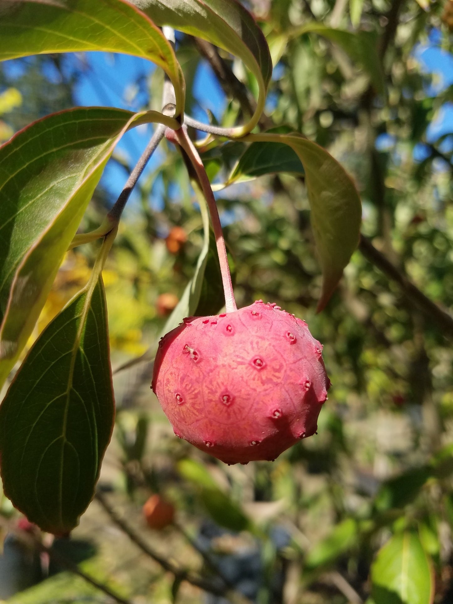 Chinese Dogwood