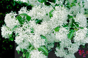 Chinese Fringe Tree