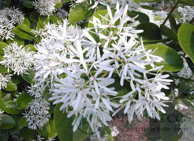 Chinese Fringe Tree