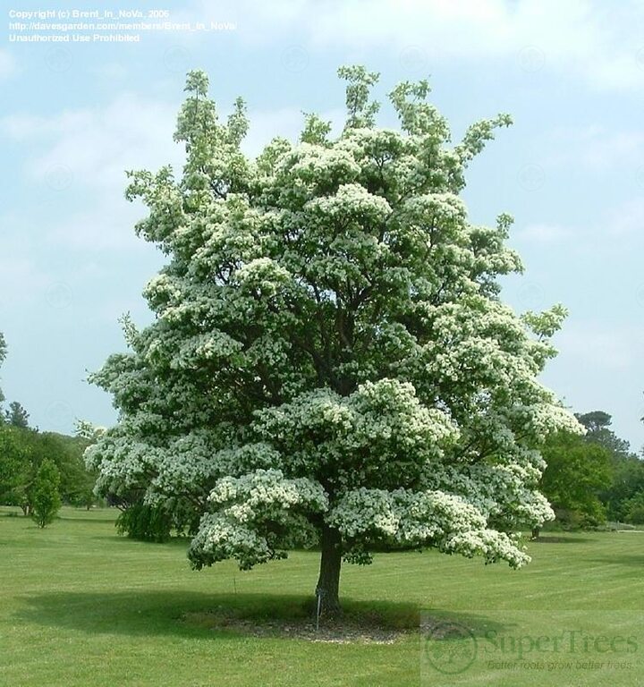 Chinese Fringe Tree