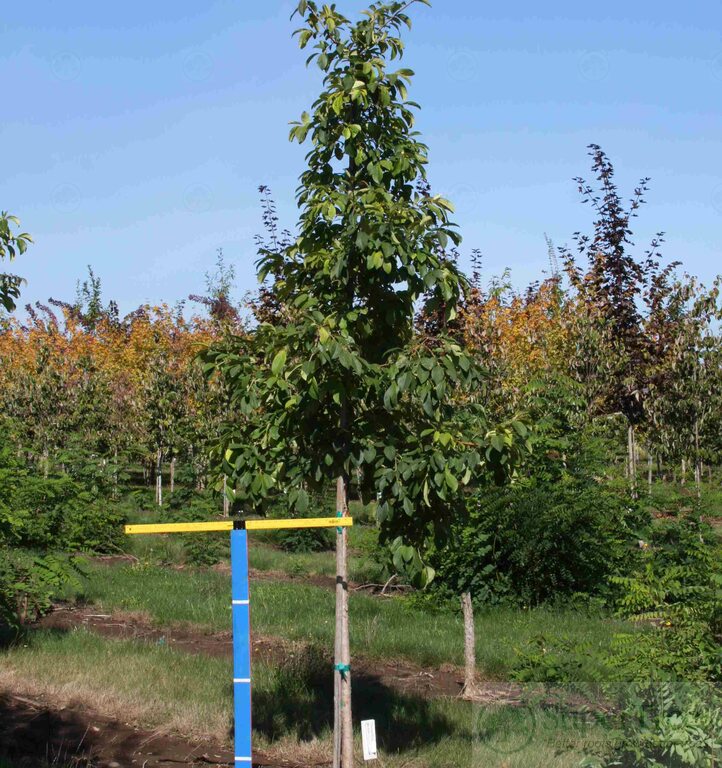 Chinese Fringe Tree