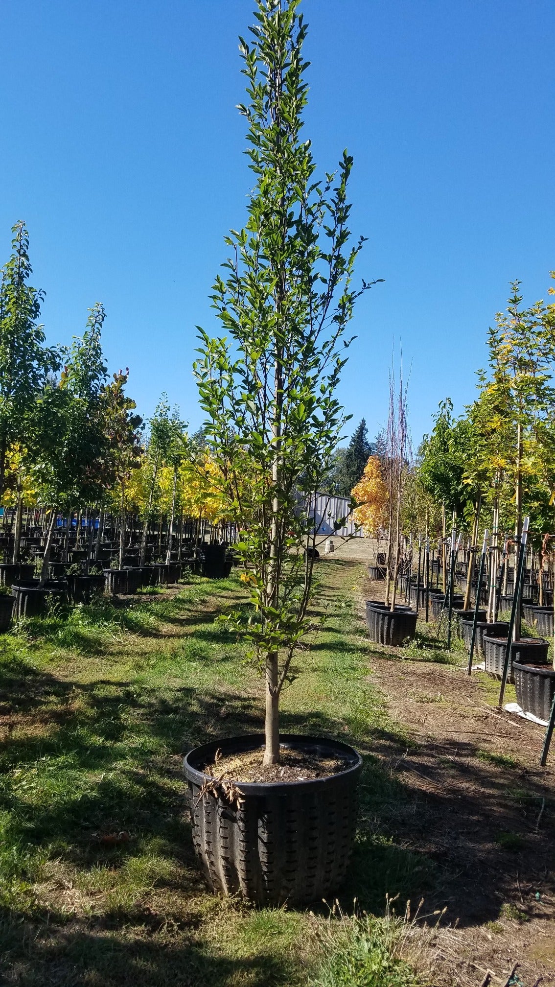 Columnar European Hornbeam