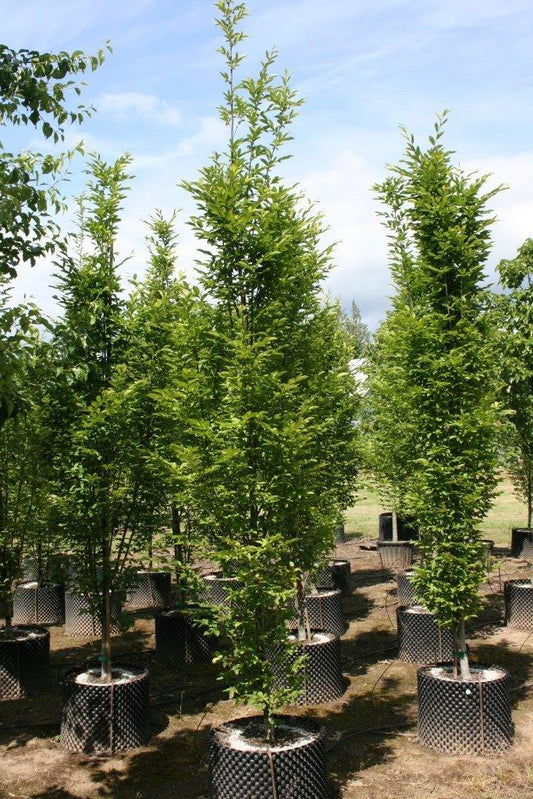 Columnar European Hornbeam