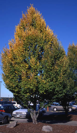 Columnar European Hornbeam