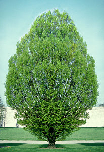 Columnar European Hornbeam