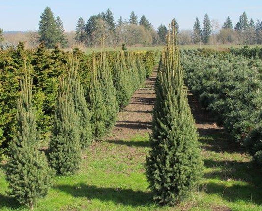 Columnar Norway Spruce