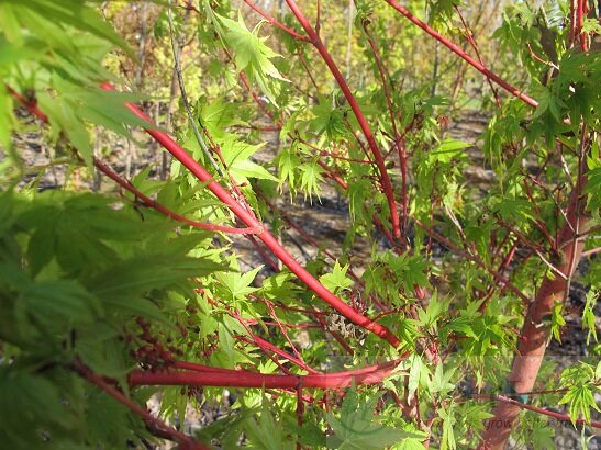 Coral Bark Japanese Maple