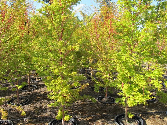 Coral Bark Japanese Maple