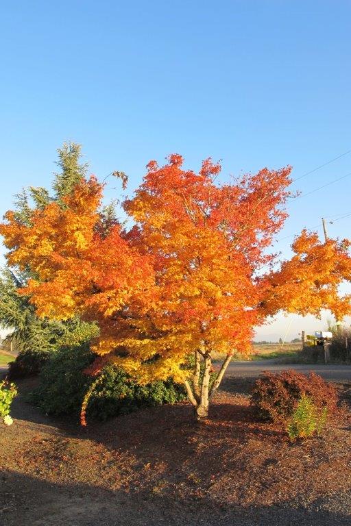 Coral Bark Japanese Maple