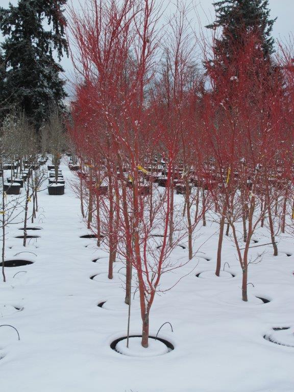 Coral Bark Japanese Maple