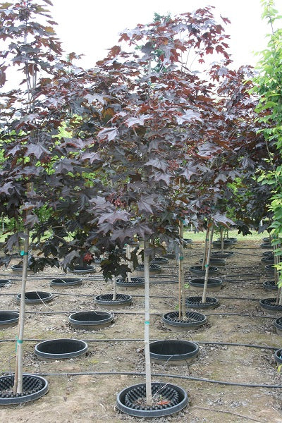 Crimson King Norway Maple