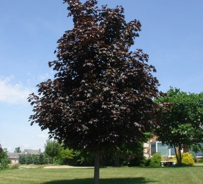 Crimson King Norway Maple