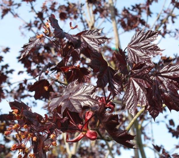 Crimson King Norway Maple