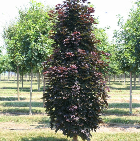 Crimson Sentry Norway Maple