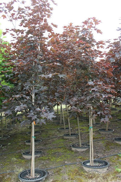 Crimson Sentry Norway Maple