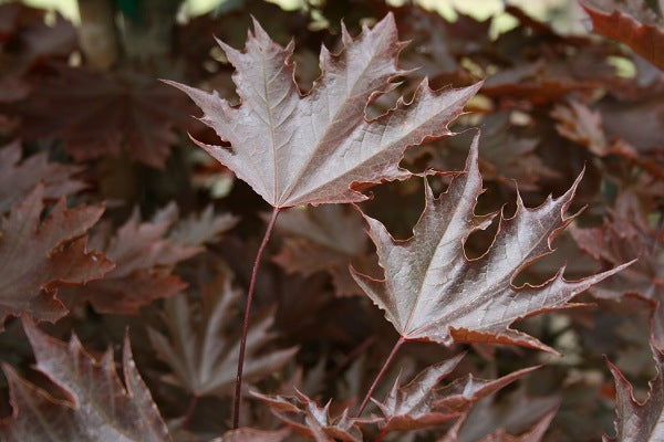 Crimson Sentry Norway Maple