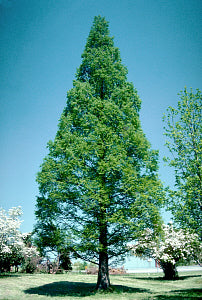 Dawn Redwood