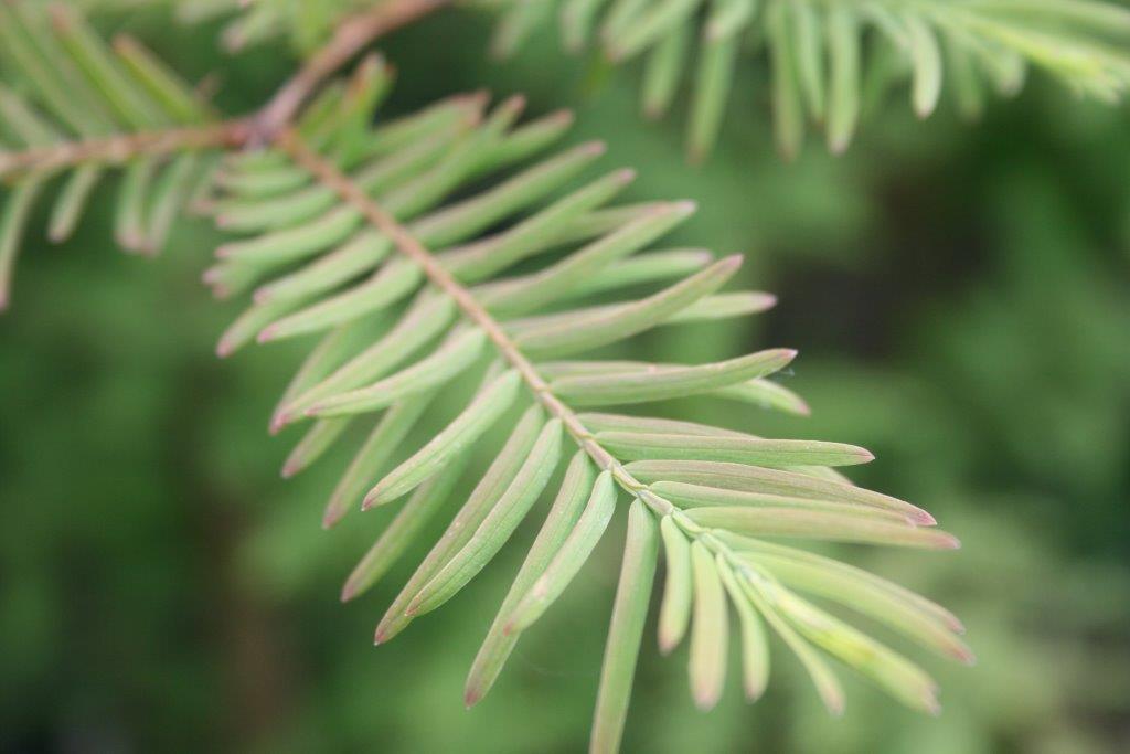 Dawn Redwood