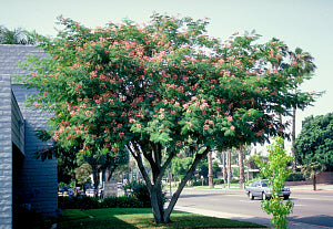 E.H. Wilson Mimosa Tree