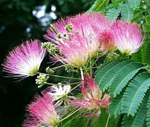 E.H. Wilson Mimosa Tree