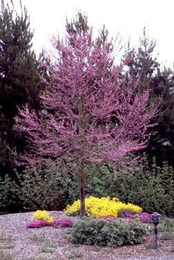 Eastern Redbud