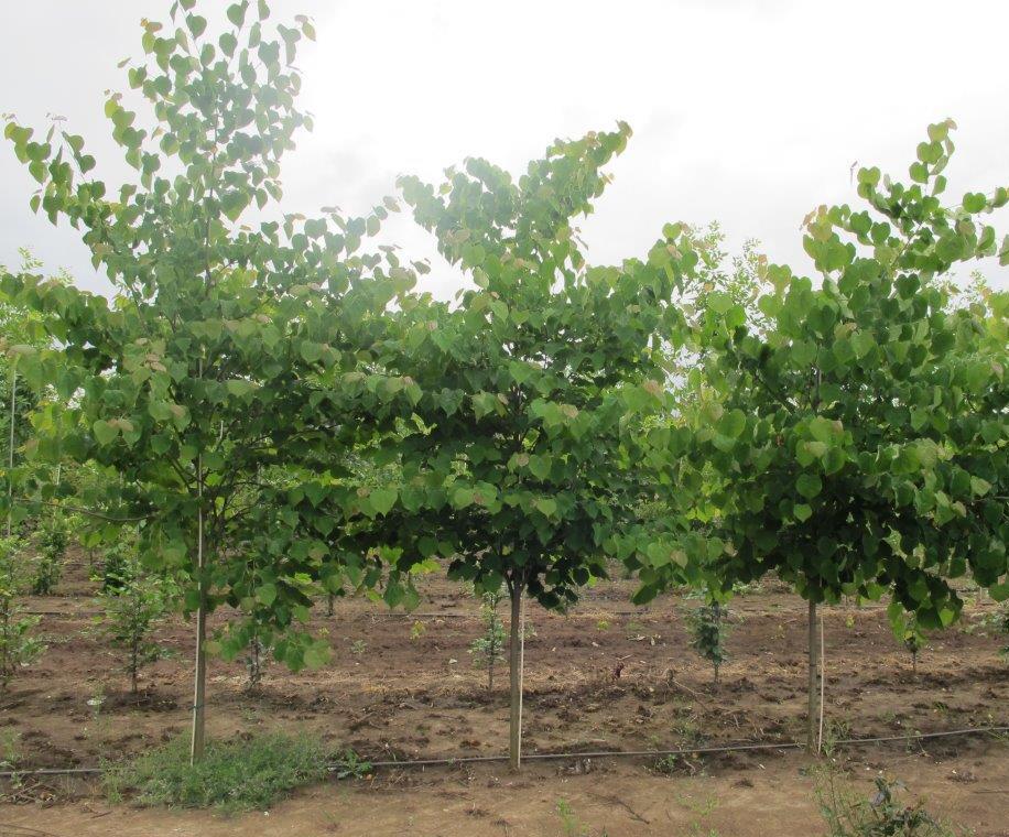 Eastern Redbud