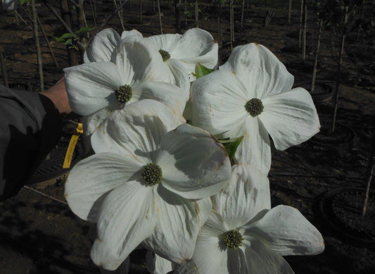 Eddie's White Wonder Dogwood