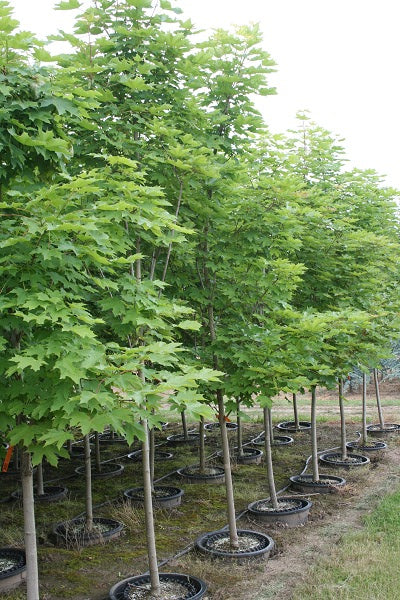 Emerald Queen Norway Maple