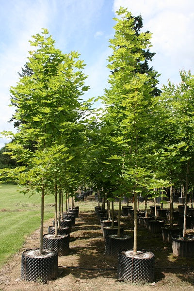 Emerald Queen Norway Maple