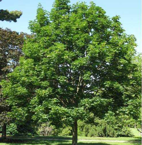 Emerald Queen Norway Maple