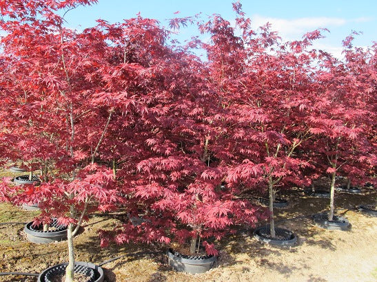 Emperor 1 Japanese Maple