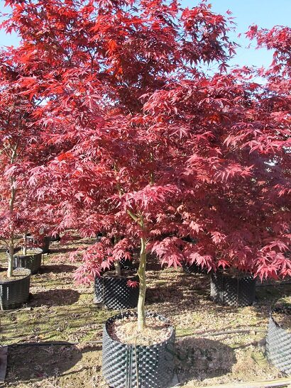 Emperor 1 Japanese Maple