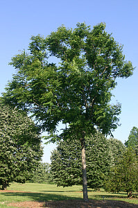 Espresso™ Kentucky Coffeetree