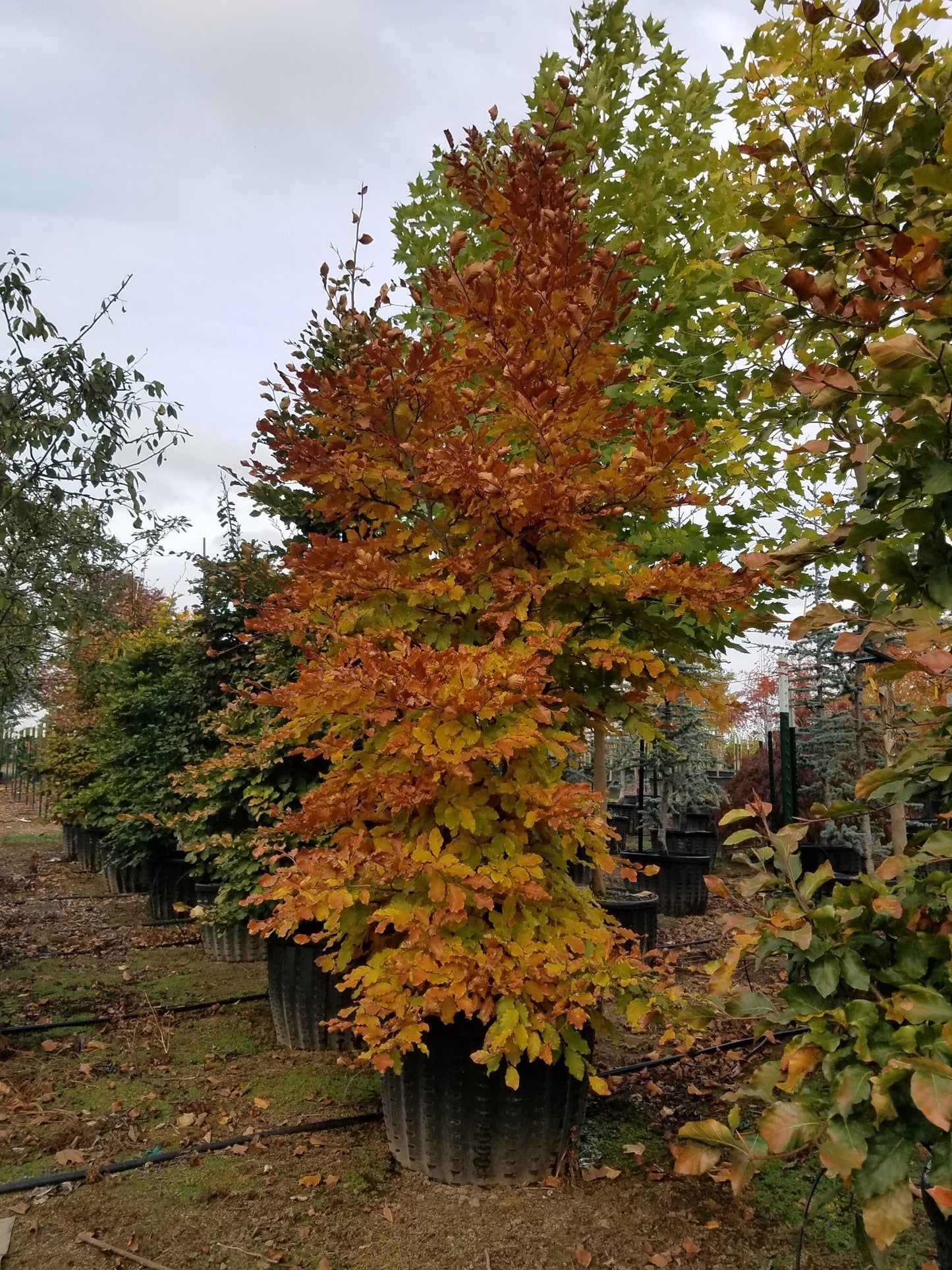 European Green Beech