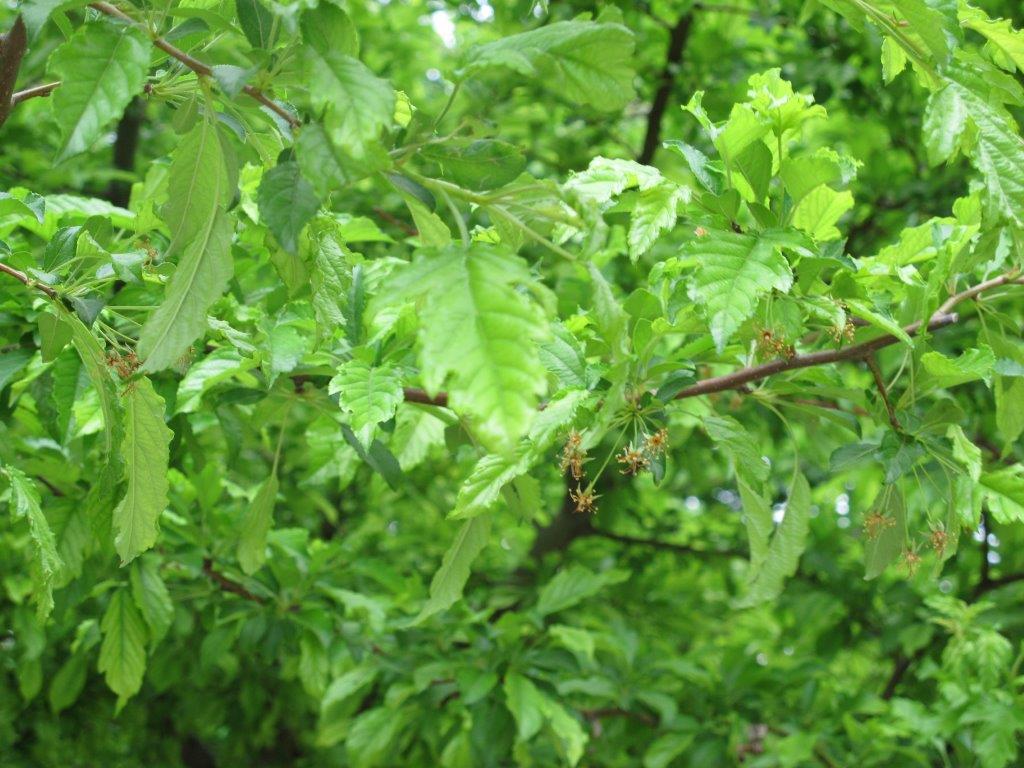 Flame Amur Maple tree