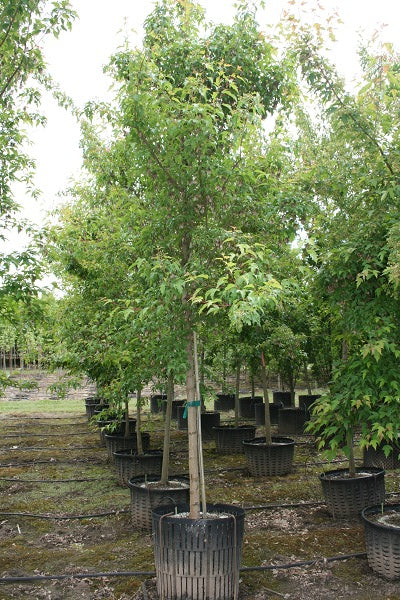 Flame Amur Maple tree