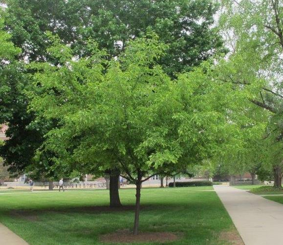 Flame Amur Maple tree