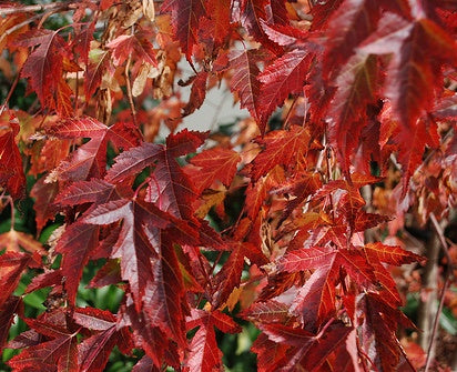 Flame Amur Maple tree