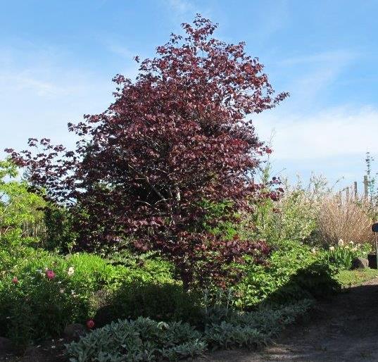 Forest Pansy Redbud