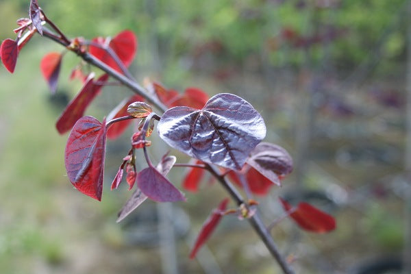 Forest Pansy Redbud