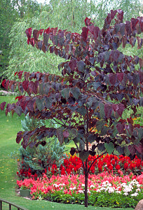 Forest Pansy Redbud