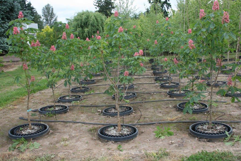 Fort McNair Red Horsechestnut