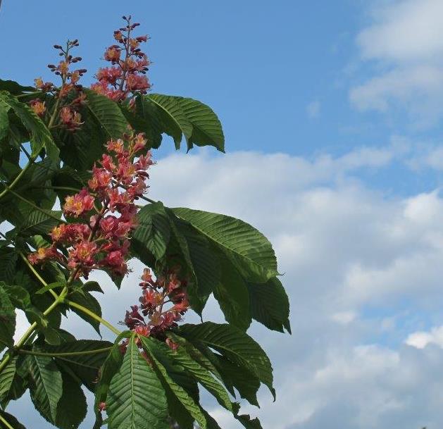 Fort McNair Red Horsechestnut