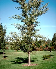 Frontier Elm