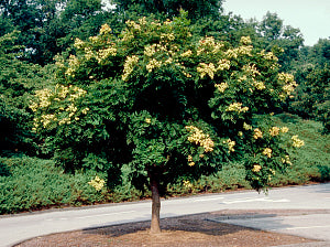 Goldenrain Tree