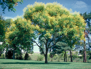 Goldenrain Tree